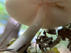 Amanita ceciliae