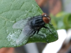 Diptera