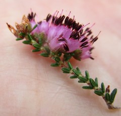 Erica radicans