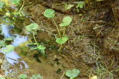 Centella asiatica