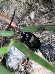 Harpalus