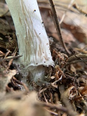 Amanita ceciliae