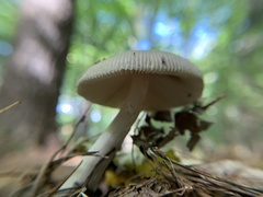 Amanita ceciliae