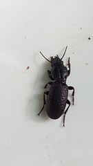 Mecodema crenaticolle