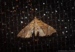 Musotima nitidalis