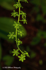 Veratrum parviflorum