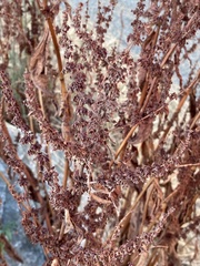 Rumex