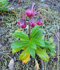 Chimaphila umbellata