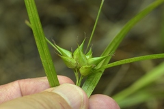 Carex intumescens