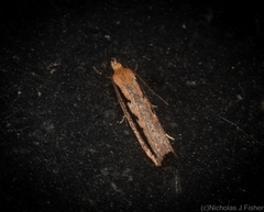 Leptocroca sanguinolenta