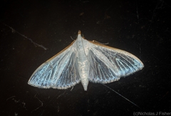 Palpita