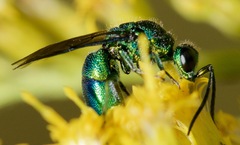 Chrysis ignita