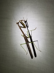 Stagmomantis