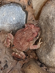 Anaxyrus microscaphus