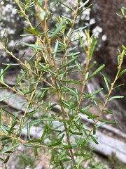 Bertya glandulosa