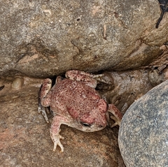 Anaxyrus microscaphus