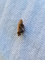 Lepyronia quadrangularis