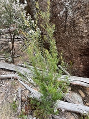 Bertya glandulosa