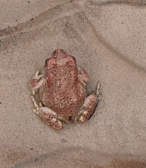 Anaxyrus microscaphus