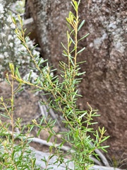 Bertya glandulosa