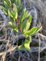 Carpobrotus edulis