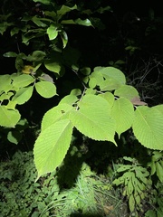 Ulmus rubra