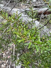 Bertya glandulosa