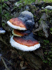 Fomitopsis mounceae
