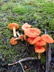 Hygrocybe miniata