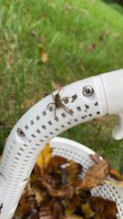 Lycosidae