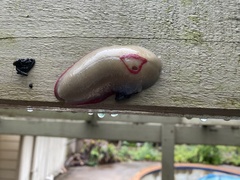 Triboniophorus graeffei