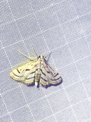 Parapoynx badiusalis