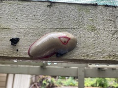 Triboniophorus graeffei