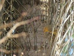 Campylorhynchus turdinus