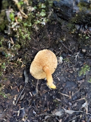 Chalciporus
