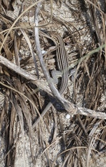 Aspidoscelis sexlineatus
