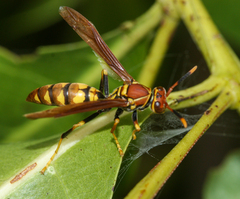 Polistes versicolor