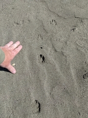 Lagomorpha