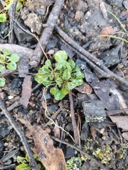 Viola cleistogamoides