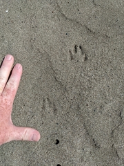 Lagomorpha