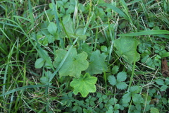 Alchemilla vulgaris