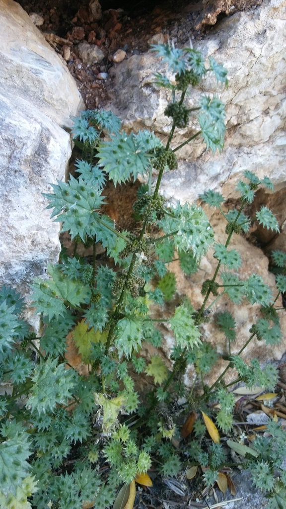 Urtica bianorii