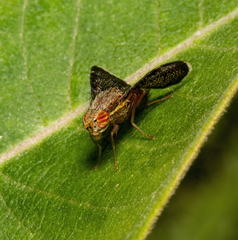Eutreta noveboracensis