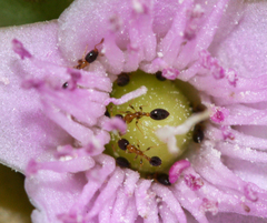 Monomorium floricola