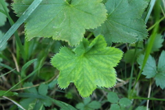 Alchemilla vulgaris