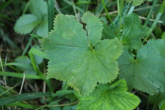 Alchemilla vulgaris