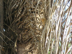 Campylorhynchus turdinus