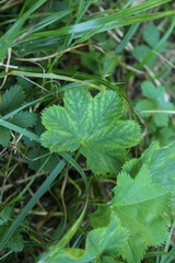 Alchemilla vulgaris
