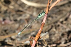Ischnura perparva