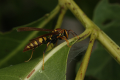 Polistes versicolor